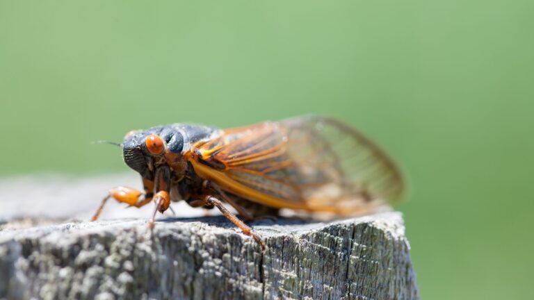 Expert tips for caring for trees, plants after cicadas leave