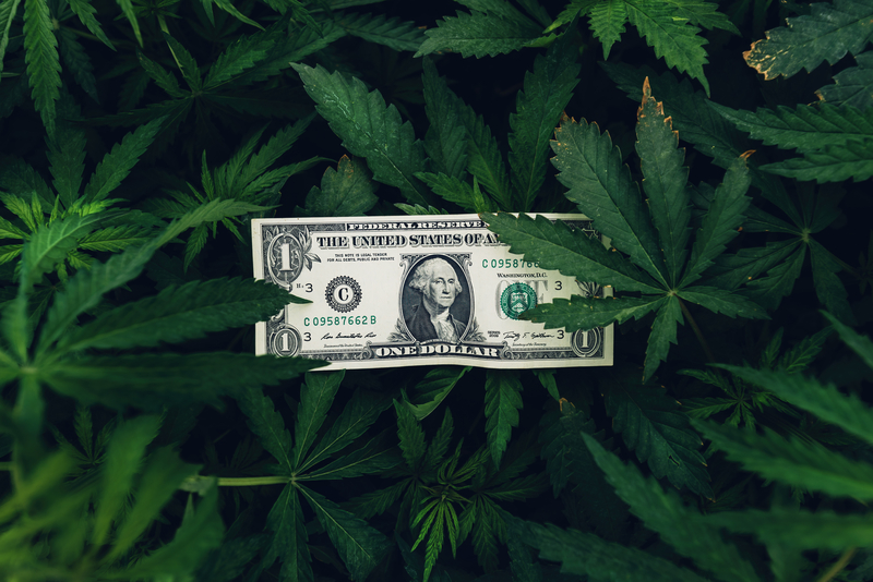 Dollar bill in marijuana leaves